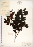 中文名:十子木(S033895)學名:Decaspermum gracilentum (Hance) Merr. & Perry(S033895)中文別名:加入舅英文名:Decaspermum
