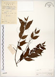 中文名:十子木(S042448)學名:Decaspermum gracilentum (Hance) Merr. & Perry(S042448)中文別名:加入舅英文名:Decaspermum