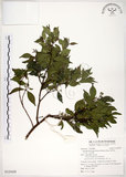 中文名:十子木(S125459)學名:Decaspermum gracilentum (Hance) Merr. & Perry(S125459)中文別名:加入舅英文名:Decaspermum