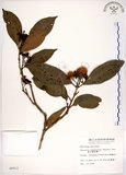 中文名:高士佛赤楠(S006912)學名:Syzygium kusukusense (Hayata) Mori(S006912)英文名:Hengchun Eugenia