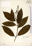 中文名:水金京(S005033)學名:Wendlandia formosana Cowan(S005033)英文名:Formosan Wendlandia