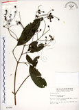 中文名:三葉山香圓(S003598)學名:Turpinia ternata Nakai(S003598)英文名:Three-leaved turpinia