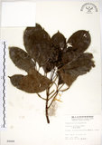 中文名:三葉山香圓(S005009)學名:Turpinia ternata Nakai(S005009)英文名:Three-leaved turpinia