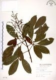 中文名:三葉山香圓(S007134)學名:Turpinia ternata Nakai(S007134)英文名:Three-leaved turpinia