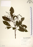 中文名:三葉山香圓(S007135)學名:Turpinia ternata Nakai(S007135)英文名:Three-leaved turpinia