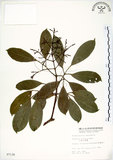 中文名:三葉山香圓(S007136)學名:Turpinia ternata Nakai(S007136)英文名:Three-leaved turpinia