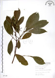 中文名:三葉山香圓(S007138)學名:Turpinia ternata Nakai(S007138)英文名:Three-leaved turpinia