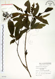 中文名:三葉山香圓(S008760)學名:Turpinia ternata Nakai(S008760)英文名:Three-leaved turpinia