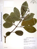 中文名:三葉山香圓(S012761)學名:Turpinia ternata Nakai(S012761)英文名:Three-leaved turpinia