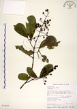 中文名:三葉山香圓(S013429)學名:Turpinia ternata Nakai(S013429)英文名:Three-leaved turpinia