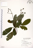 中文名:三葉山香圓(S014513)學名:Turpinia ternata Nakai(S014513)英文名:Three-leaved turpinia