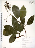 中文名:三葉山香圓(S016658)學名:Turpinia ternata Nakai(S016658)英文名:Three-leaved turpinia