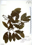 中文名:三葉山香圓(S016687)學名:Turpinia ternata Nakai(S016687)英文名:Three-leaved turpinia