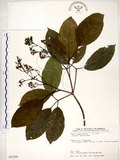 中文名:三葉山香圓(S035294)學名:Turpinia ternata Nakai(S035294)英文名:Three-leaved turpinia