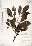 中文名:三葉山香圓(S036615)學名:Turpinia ternata Nakai(S036615)英文名:Three-leaved turpinia