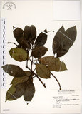 中文名:三葉山香圓(S042885)學名:Turpinia ternata Nakai(S042885)英文名:Three-leaved turpinia