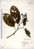 中文名:三葉山香圓(S042941)學名:Turpinia ternata Nakai(S042941)英文名:Three-leaved turpinia