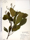 中文名:三葉山香圓(S050025)學名:Turpinia ternata Nakai(S050025)英文名:Three-leaved turpinia