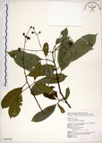 中文名:三葉山香圓(S054726)學名:Turpinia ternata Nakai(S054726)英文名:Three-leaved turpinia