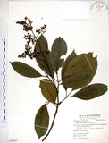中文名:三葉山香圓(S058957)學名:Turpinia ternata Nakai(S058957)英文名:Three-leaved turpinia