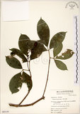 中文名:三葉山香圓(S065129)學名:Turpinia ternata Nakai(S065129)英文名:Three-leaved turpinia