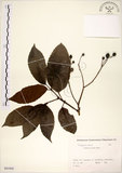 中文名:三葉山香圓(S081942)學名:Turpinia ternata Nakai(S081942)英文名:Three-leaved turpinia