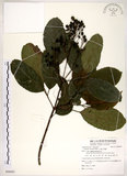 中文名:三葉山香圓(S088083)學名:Turpinia ternata Nakai(S088083)英文名:Three-leaved turpinia