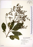中文名:三葉山香圓(S110878)學名:Turpinia ternata Nakai(S110878)英文名:Three-leaved turpinia