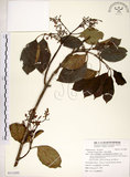 中文名:三葉山香圓(S113293)學名:Turpinia ternata Nakai(S113293)英文名:Three-leaved turpinia