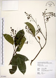 中文名:三葉山香圓(S114863)學名:Turpinia ternata Nakai(S114863)英文名:Three-leaved turpinia