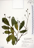 中文名:三葉山香圓(S119626)學名:Turpinia ternata Nakai(S119626)英文名:Three-leaved turpinia