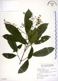 中文名:三葉山香圓(S124019)學名:Turpinia ternata Nakai(S124019)英文名:Three-leaved turpinia