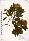 中文名:台灣梭羅樹(S025831)學名:Reevesia formosana Sprague(S025831)英文名:Taiwan reevesia