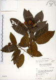 中文名:台灣梭羅樹(S034535)學名:Reevesia formosana Sprague(S034535)英文名:Taiwan reevesia