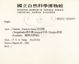 中文名:台灣梭羅樹(S036937)學名:Reevesia formosana Sprague(S036937)英文名:Taiwan reevesia