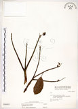 中文名:台灣梭羅樹(S036937)學名:Reevesia formosana Sprague(S036937)英文名:Taiwan reevesia