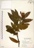 中文名:台灣梭羅樹(S051098)學名:Reevesia formosana Sprague(S051098)英文名:Taiwan reevesia