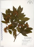 中文名:台灣梭羅樹(S072833)學名:Reevesia formosana Sprague(S072833)英文名:Taiwan reevesia