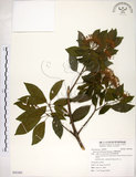 中文名:台灣梭羅樹(S092485)學名:Reevesia formosana Sprague(S092485)英文名:Taiwan reevesia