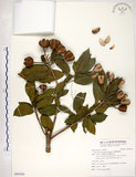 中文名:台灣梭羅樹(S095450)學名:Reevesia formosana Sprague(S095450)英文名:Taiwan reevesia