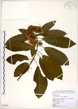 中文名:台灣梭羅樹(S099266)學名:Reevesia formosana Sprague(S099266)英文名:Taiwan reevesia