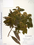 中文名:台灣梭羅樹(S108546)學名:Reevesia formosana Sprague(S108546)英文名:Taiwan reevesia