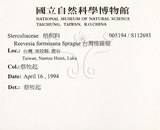 中文名:台灣梭羅樹(S112693)