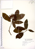 中文名:台灣梭羅樹(S112693)學名:Reevesia formosana Sprague(S112693)英文名:Taiwan reevesia
