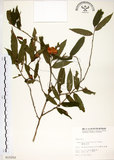 中文名:柳葉山茶(S015250)學名:Camellia salicifolia Champ.(S015250)英文名:Willow-leaf camellia