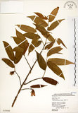 中文名:柳葉山茶(S020088)學名:Camellia salicifolia Champ.(S020088)英文名:Willow-leaf camellia