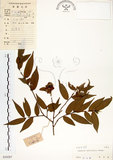 中文名:柳葉山茶(S030287)學名:Camellia salicifolia Champ.(S030287)英文名:Willow-leaf camellia