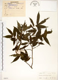 中文名:柳葉山茶(S038571)學名:Camellia salicifolia Champ.(S038571)英文名:Willow-leaf camellia