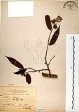 中文名:柳葉山茶(S068420)學名:Camellia salicifolia Champ.(S068420)英文名:Willow-leaf camellia