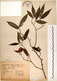 中文名:柳葉山茶(S068421)學名:Camellia salicifolia Champ.(S068421)英文名:Willow-leaf camellia